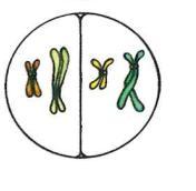 number of chromosomes.