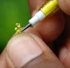 Seed production Hand pollination Pencil method Natural pollination Mediated by