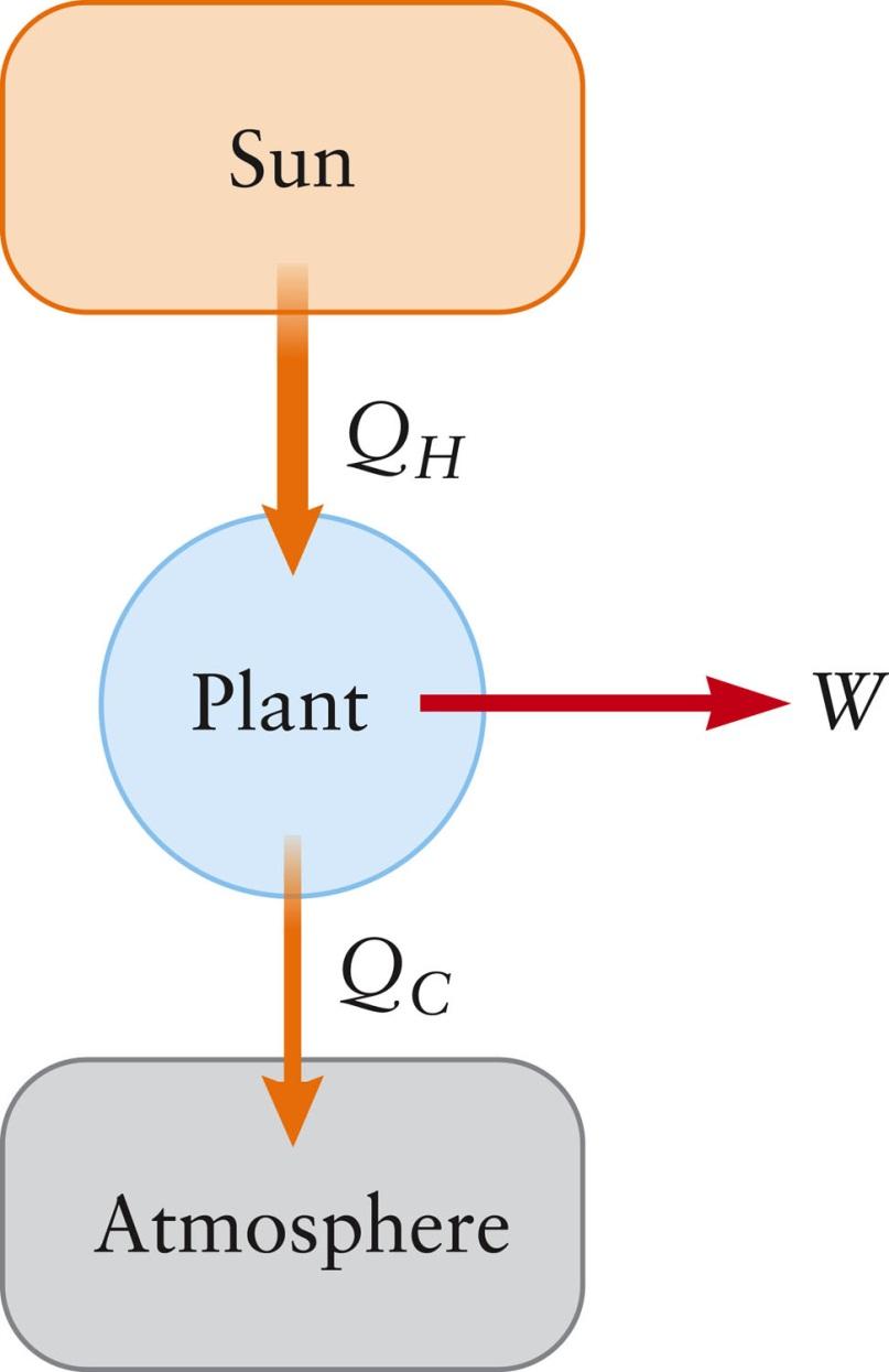 Thermodynamics and Photosynthesis The process of photosynthesis is similar to a heat engine Q H is from the Sun The plant does
