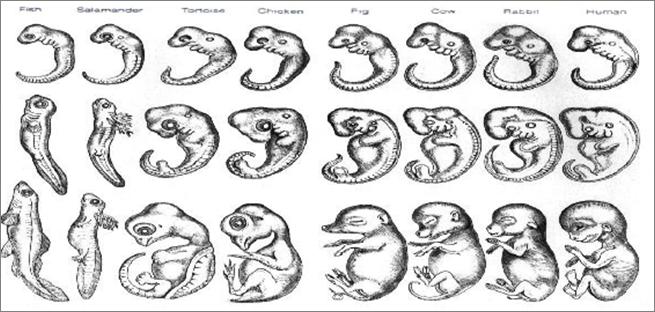 Haekel s Embryo Drawings Evidence used to classify living things DNA/RNA analysis Mixing single