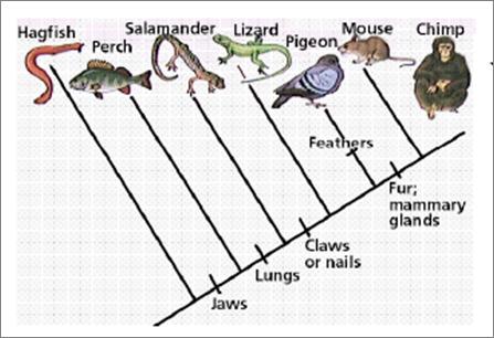 Phylogeny & Cladistics Phylogeny The whole evolutionary history of a species or other taxonomic group. (Figure 4.14 pg. 116).