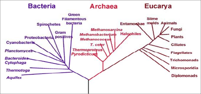 Phylogenetic Tree of Life Viruses Non-living particles
