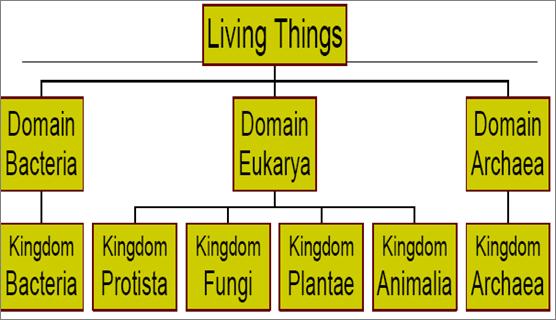 Classifying Living Things - modern Today, scientists recognize 3 domains of living things which are divided into 6 different kingdoms domain a level of classification of living things above kingdoms