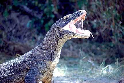 7. Symbionts!!!!!!! Mutualists General characteristics Komodo dragons and their toxins. Hunt large prey and can inflict fairly minor wound.