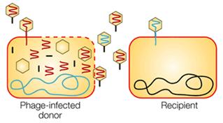 Genome: Recombination via Transfer