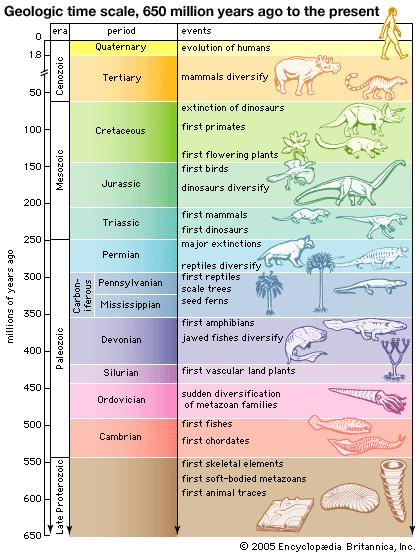 ll animal body plans that exist today can be traced back with geologic and fossil data to ancestors of this time period.