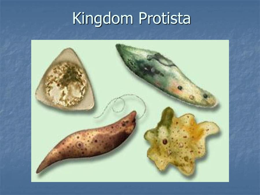 Kingdom - Protista Eukaryotic Most Unicellular and some simple multicellular organisms.