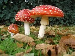 multi-cellular (mushroom).