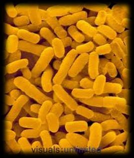 Bacteria are microscopic,unicellular organisms.