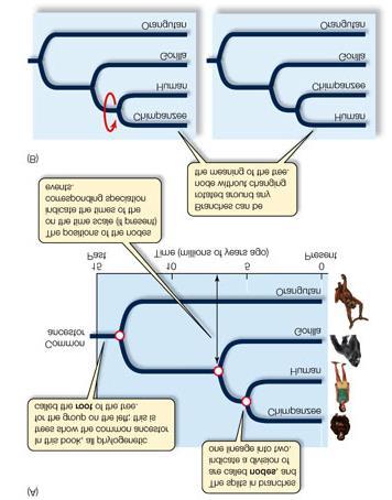 Phylogeny By using Darwin s ideas about descent with modification, taxonomists can now group organisms into categories that represent lines of evolutionary descent, or phylogeny, not just physical