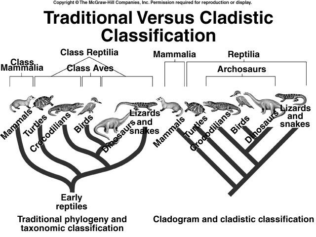 The trend in modern classification is to create cladistic classification Cladistic