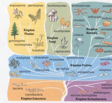 Angiosperms (all flowering plants) Diagram Animals Levels of Classification Taxa- categories used to classify organisms. There are 7 taxa: Cellular Organization Eukaryotes, Multicellular 1. Kingdom 2.