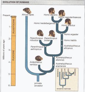 lines of evidence: The fossil record Morphology Embryological patterns of development Chromosomes and DNA PHYLOGENETIC TREE The Human Lineage The common ancestor to