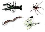 1. Invertebrate animals Invertebrates are the animals without backbone (spinal column). This group is very diverse.