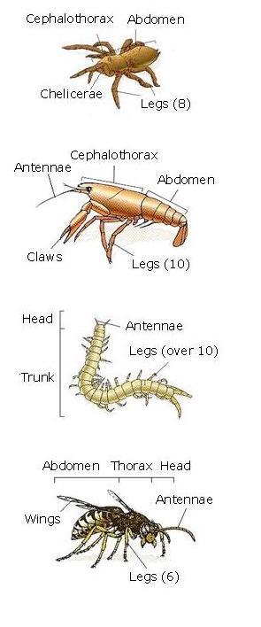 d) Classification: The scientific criteria used for classifying them are based on the number of legs, antennae and body parts that they have. - Arachnids (E. g. Spiders, scorpions, ticks and mites).