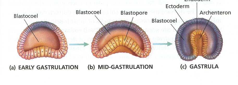 Archenteron a deep cavity that develops in the cup-shaped embryo (gastrula). functions as the gut. Ectoderm outer germ layer of the gastrula.