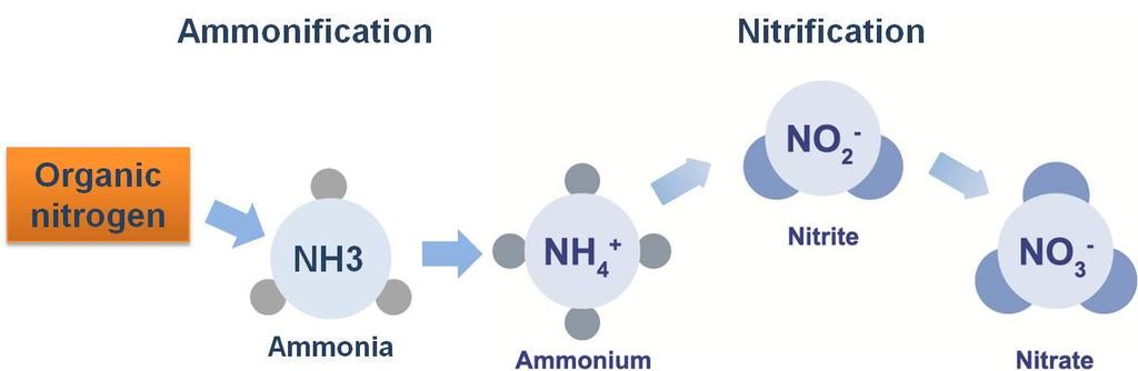 Background Typical wastewater treatment process - Nitrification Ammonification: heterotrophic bacteria