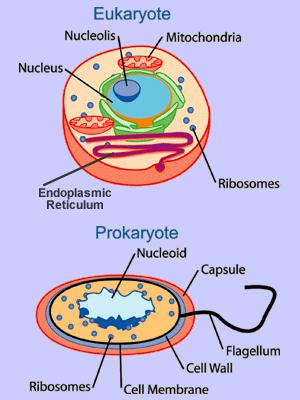 What are Procaryotic and Eucaryotic cells? Prokaryotic cells have no nucleus or organelles enclosed within membranes.