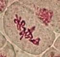 Mitosis: : A diploid parent cell (one with 46 chromosomes) splits to create two diploid