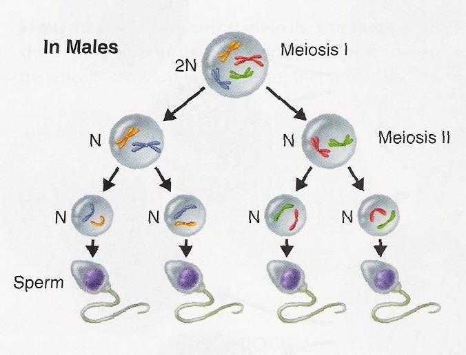 IV. Meiotic Division How does Meiosis differ in Males and Females?