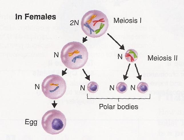 viable egg cell and small nonfunctioning cells called, which eventually disintegrate Why are gametes produced A haploid sperm and a haploid egg will