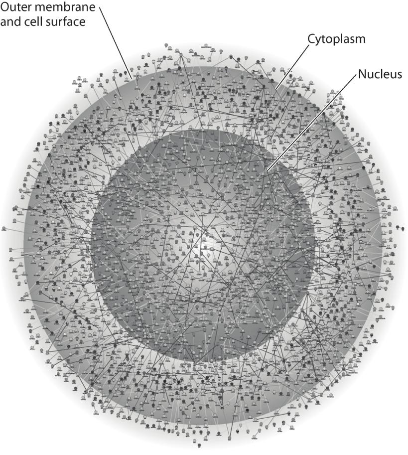 12) The illustration above represents A) a computer simulation of the structure of a eukaryotic cell. B) a map of a network of protein interactions within a eukaryotic cell.