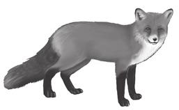 In Figure 2, do the gull and the fox form a clade? Explain why or why not.