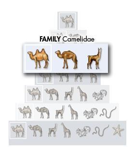 Family The South American llama bears some resemblance to Bactrian camels and dromedaries.
