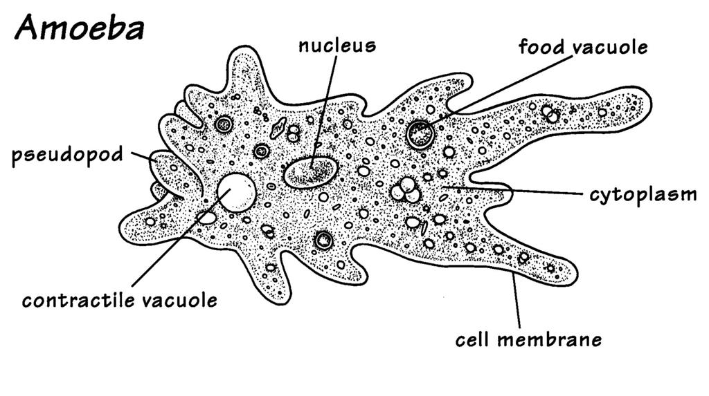 The Protists : Unicellular Eukaryotes Most