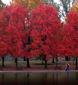 Binomial Nomenclature The scientific name of the red maple is Acer rubrum.