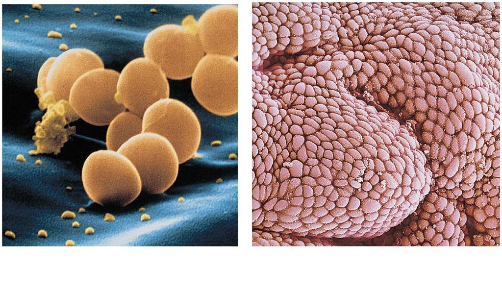 Figure 1.2 Cellular Basis of Life a) Several Staphylococcus aureus, the bacterium that causes food poisoning (SEM X 50,000).