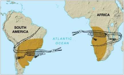Evidence for Continental Drift Distribution of organisms Same fossils found on