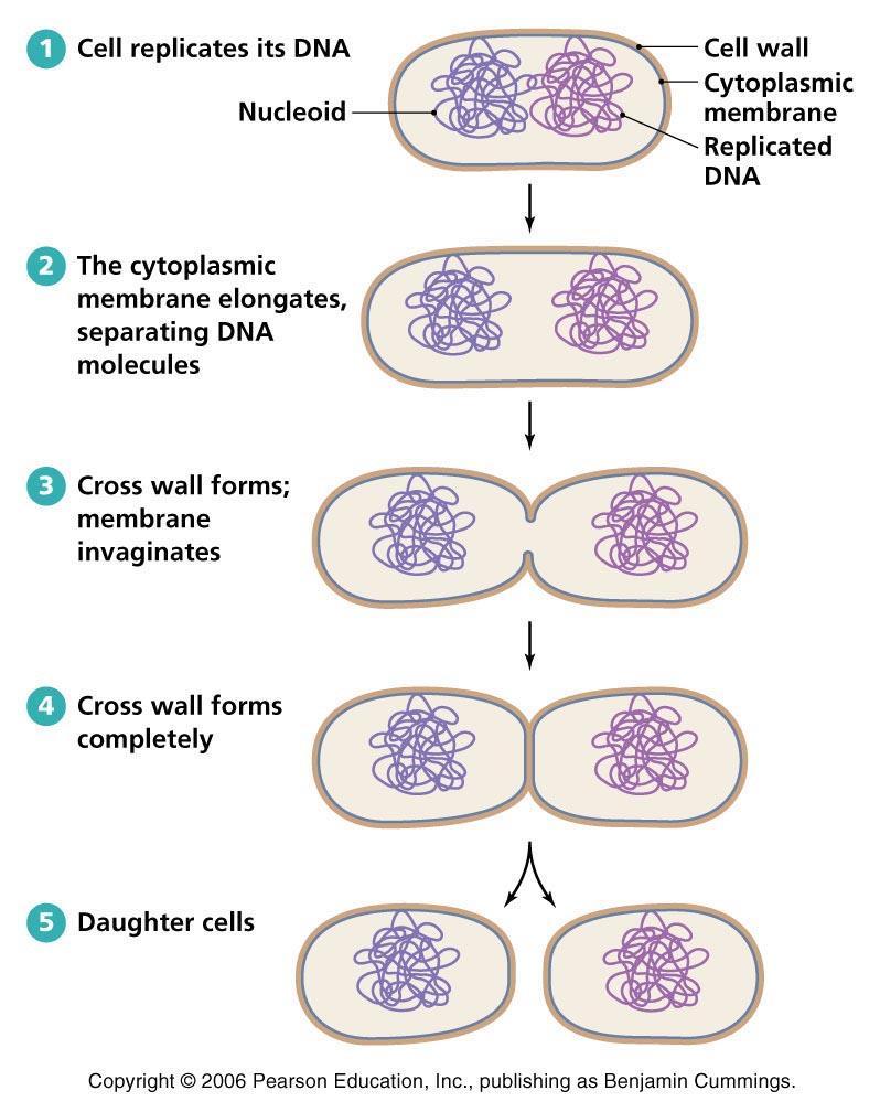 To begin the process, the parent cell will replicate its DNA so that it has two identical copies of genetic material.