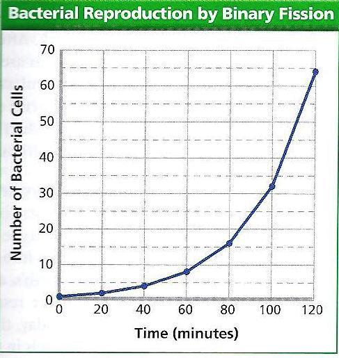 ACTIVITY: Population Explosion Introduction: Suppose a bacterium reproduces by binary fission every 20 minutes. The new cells survive and reproduce at the same rate.