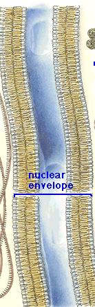 Nuclear Envelope Double