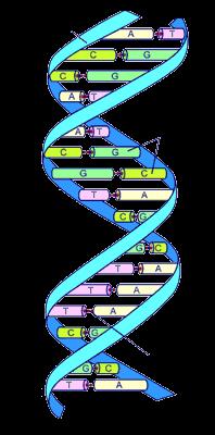 What Does DNA do?