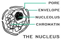 Inside nucleus Makes