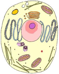 CELL THEORY 1.Cells are the basic unit of structure and function in an organism (basic unit of life) 2.