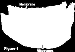 ER) Has ribosomes