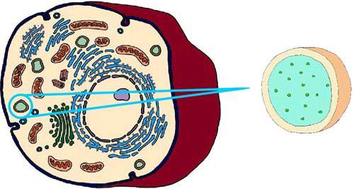 Lysosomes-digesting machines Contain digestive enzymes.