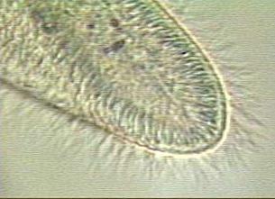 Flagella Cilia are shorter and more numerous on