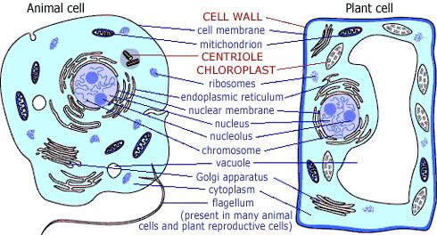 Comparison of Plant and Animal Cells http://www.teachersdomain.org/ proteins transports Mitochondria plant organism genetic Cells vary widely in form and function, even within the same.