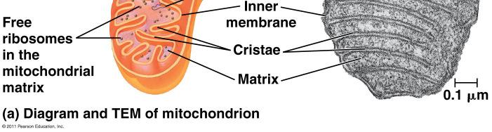 In you own words, summarize how the endomembrane system moves proteins through the cell.