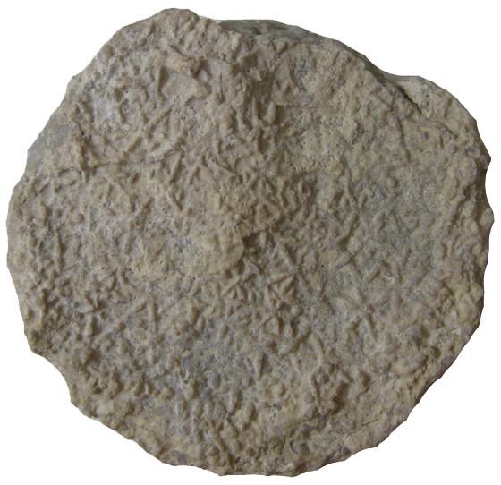 Station 2: 1. Identify the genus for this specimen. 2. What are the star-shaped structures covering this fossil? 3.
