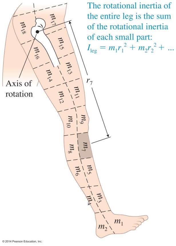 Calculating Rotational Inertia The rotational inertia of the whole leg is There are other