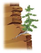 Roots grow in the cracks, splitting the rocks even more (Figure 9). a) Trees grow very slowly where there is little soil.