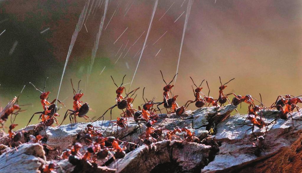 Superset The Chemical Context of Life 2 Figure 2.1 What weapon are these wood ants shooting into the air? KEY CONCEPTS 2.