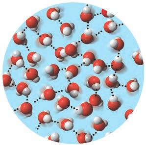 Water reaches its greatest density at 4 C and then begins to Species that are benefiting from loss of ice: expand as the molecules move faster.