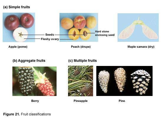 * Fruits are produced by the ovary developing.