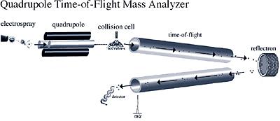 Quadrupole Time of Flight (Q-TOF) Mass Analyzer Gary Siuzdak,Scripps Center for Mass Spectrometry Quadrupole-TOF combines the quadrupole s ability to select a particular ion and the ability of TOF-MS
